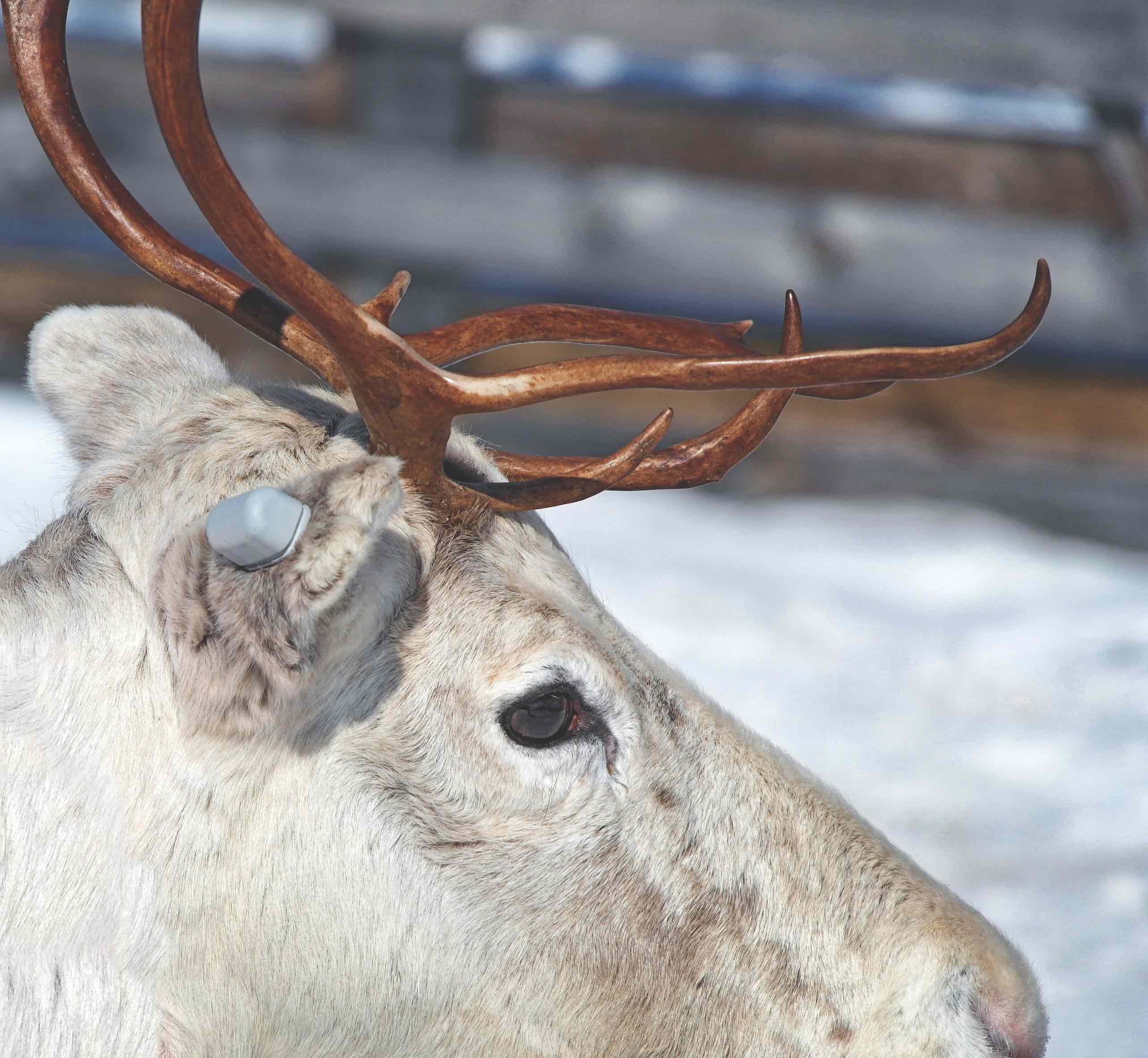 Feature_1.jpg Tracker on reindeer